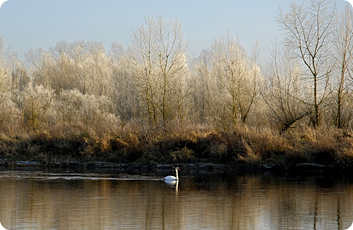 partenariat allier sauvage