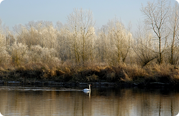 partenariat allier sauvage