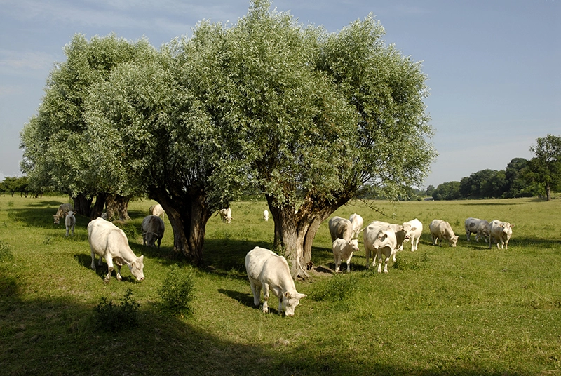 Charolais et saules "tétard" à Bagneux ©Christian Oberto
