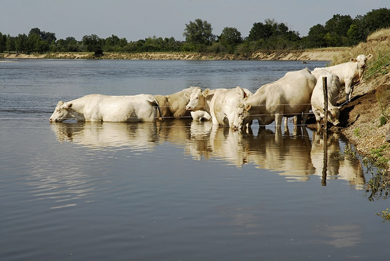 Bovins s’abreuvant aux Pacages ©Christian Oberto