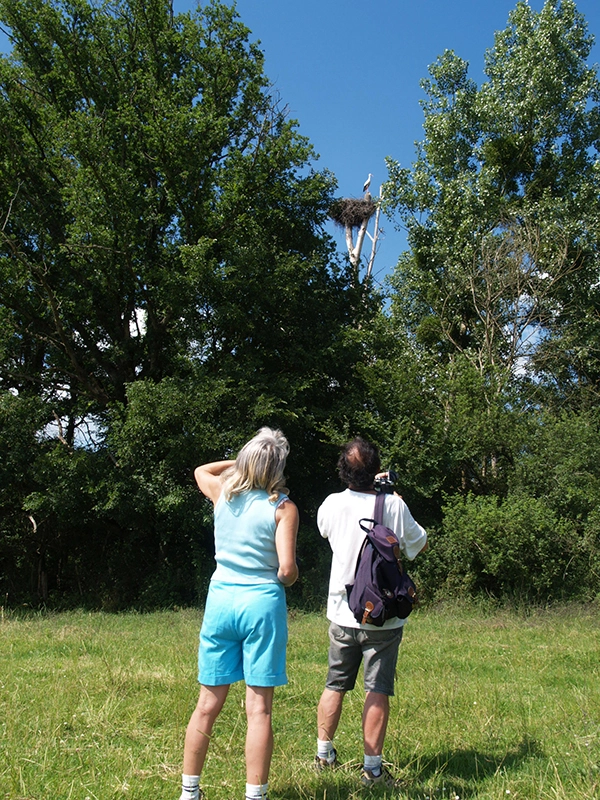 Observation cigognes ©Allier Sauvage