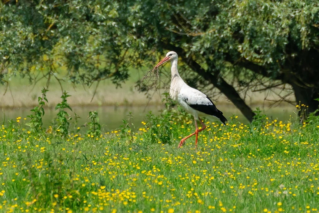 Cigogne blanche © Didier Sallé