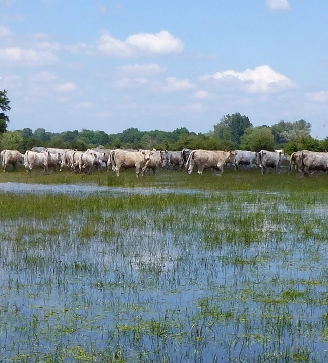 Bandeau Troupeau dans le val d'Allier en crue ©Claude Julien
