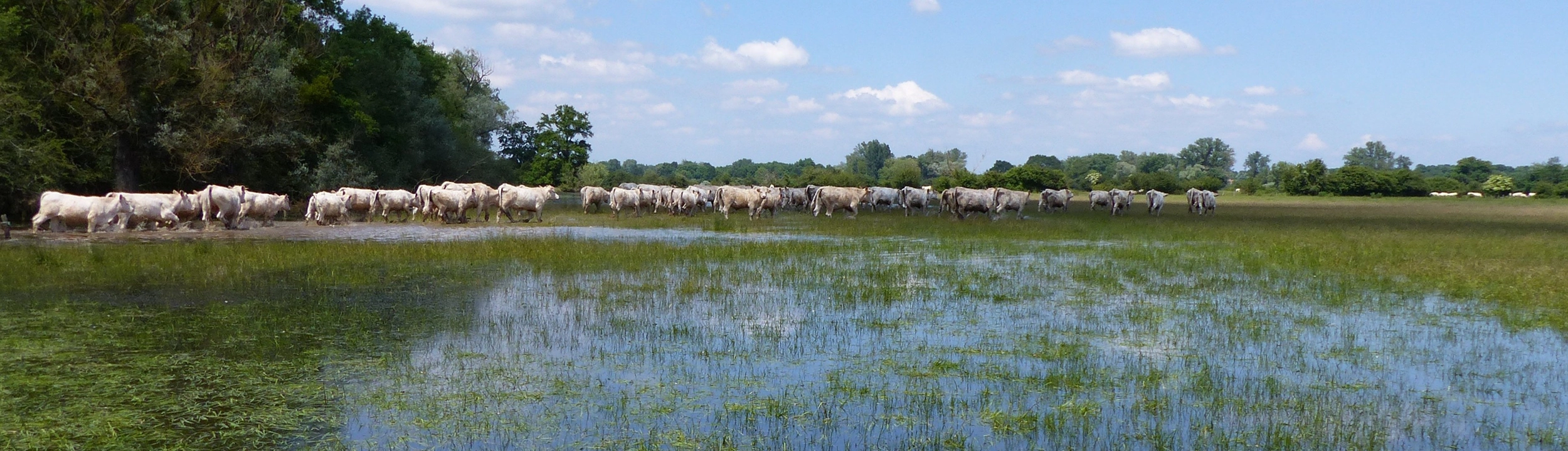 Bandeau Troupeau dans le val d'Allier en crue ©Claude Julien