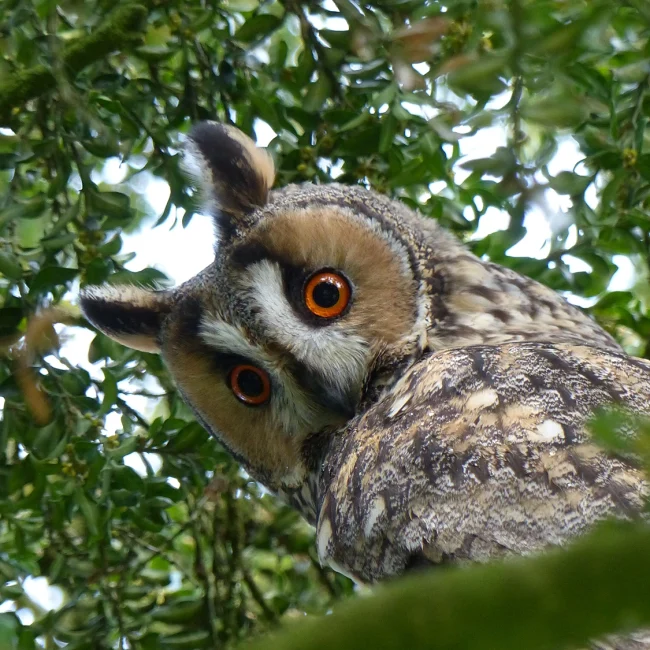 Hibou moyen-duc © Claude Julien