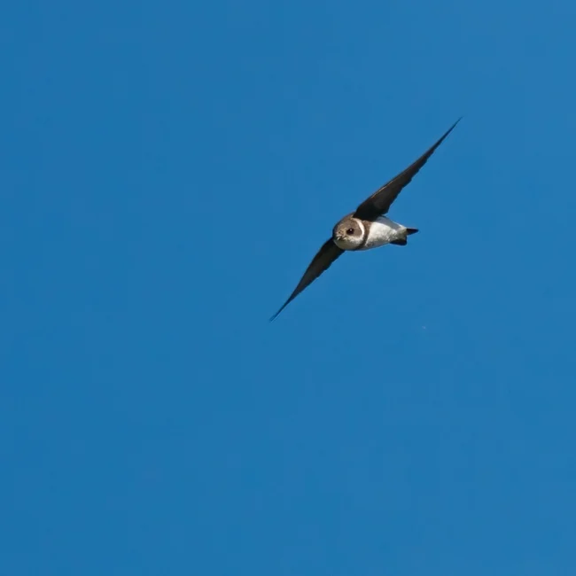 Hirondelle de rivage © Didier Sallé