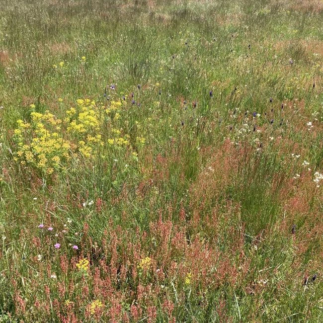 Prairie fleurie de Ray © Joël Herbach