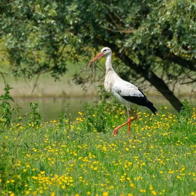 Cigogne blanche ©Didier Sallé