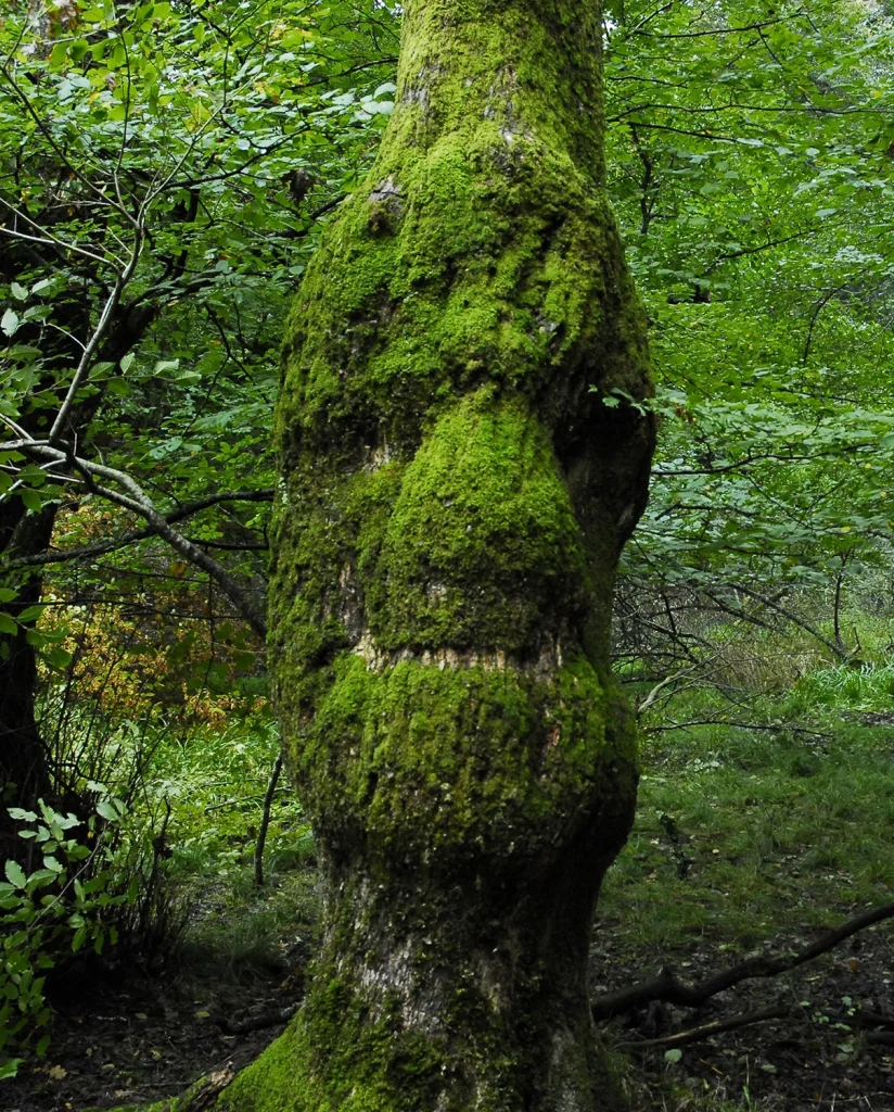Le génie de la forêt ©Christian Oberto