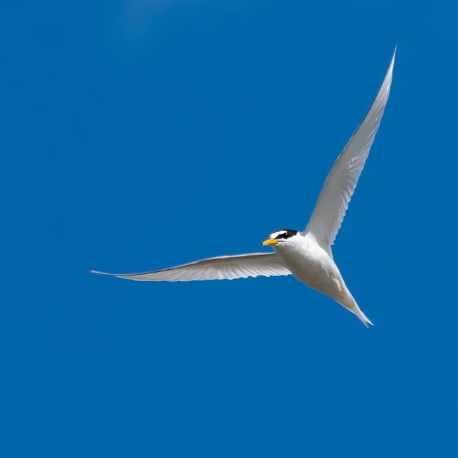 Sterne naine ©Didier Sallé